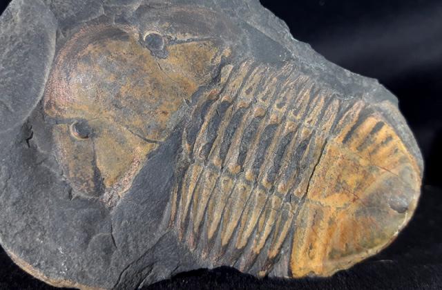 Hoekaspis megacantha (LEANZA 1941) - Bild &copy; FossNet FossilienStore